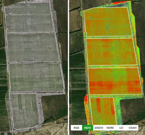 RGB and NDVI map