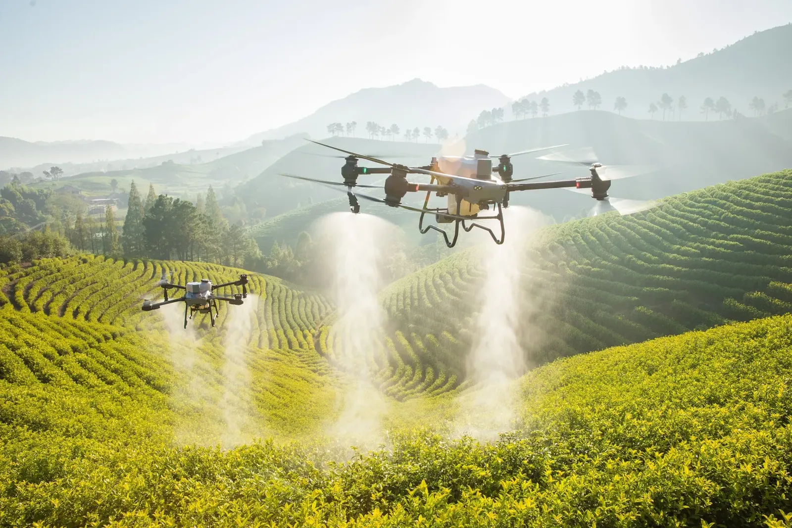 DJI Agras T50 в поле